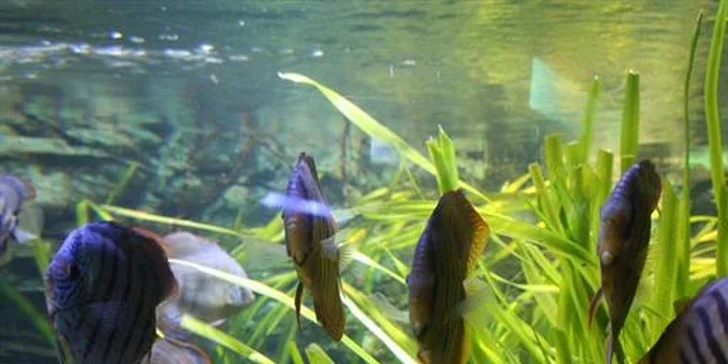 Tropicarium v Budapešti: svou rozlohou největší akvárium ve střední Evropě