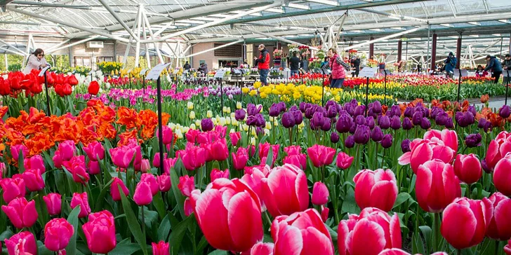 Holandsko na 1 noc se snídaní - Tulipány, sýry, Severní moře a Amsterdam