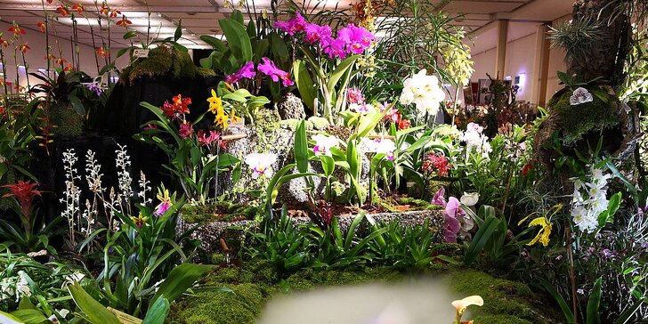 Drážďany: výstava orchidejí a prohlídka města nebo možnost nákupů