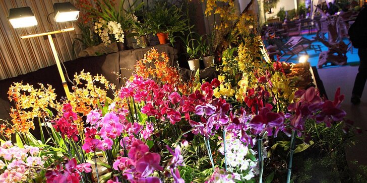 Drážďany: výstava orchidejí a prohlídka města nebo možnost nákupů