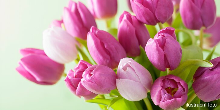 Řekněte to květinou: čerstvé tulipány v šesti barvách