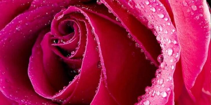 Květiny pro všechny báječné ženy: holandské růže nebo barevné tulipány