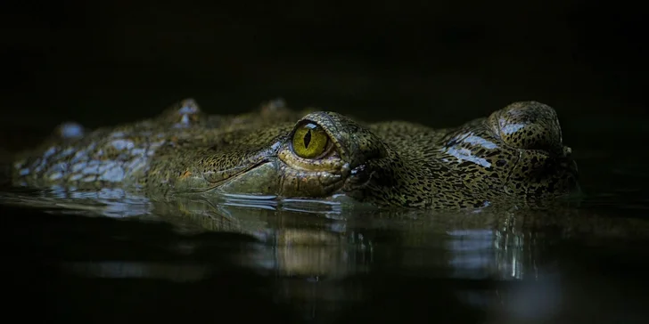 Za den fotografem: fotografické kurzy v pražské zoo nebo centru Prahy