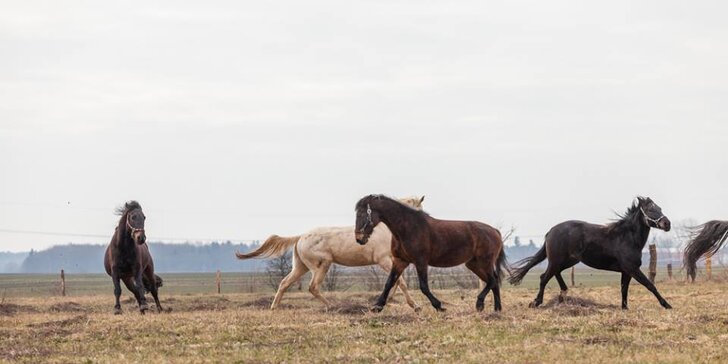 Na den statkářem: Péče o zvířata, dvouhodinová projížďka na koni a pohoštění