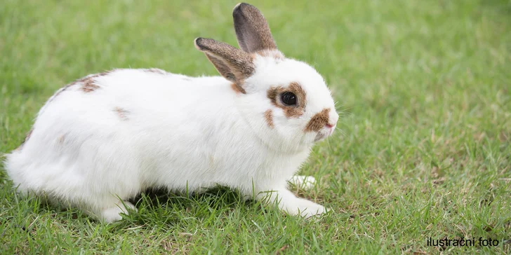 Dovádění se zvířátky v ZOO koutku u Nováčků