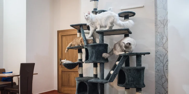 Káva nebo čaj a dezert podle výběru v kočičí kavárně v srdci města