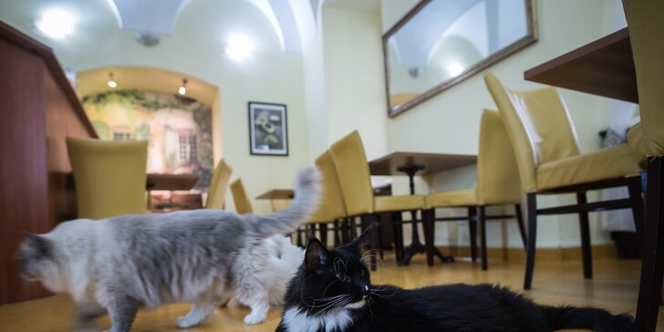 Za kočkami a mlsáním do centra Brna: káva nebo čaj a dezert podle výběru