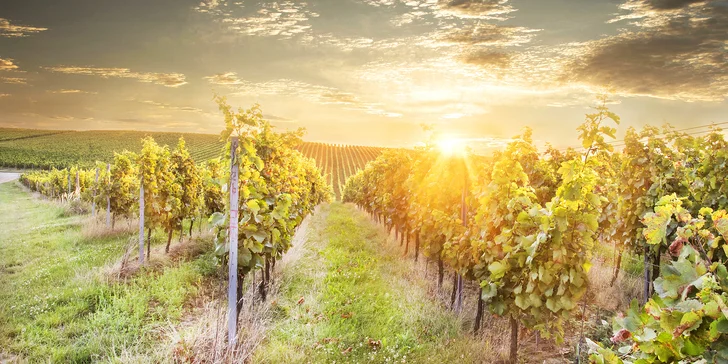 Pobyt v Zaječí: snídaně i degustace ve vinném sklípku a vstup do wellness