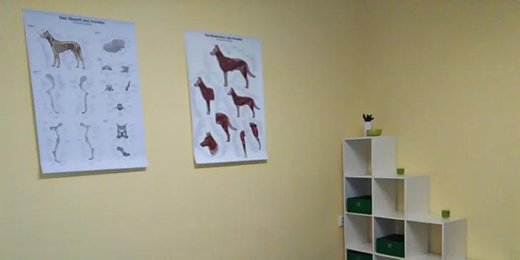 Fyzioterapie, rehabilitace a masáže psů - Dog's Health