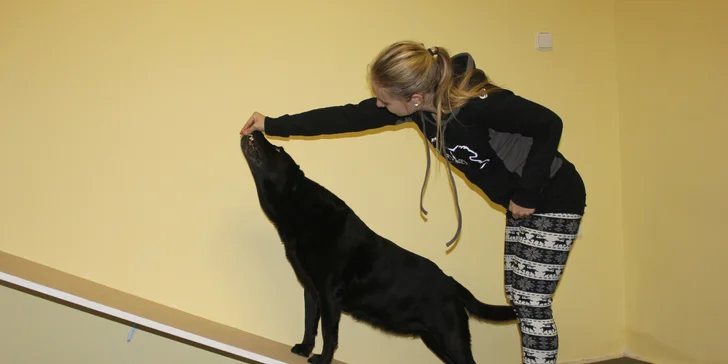 Fyzioterapie, rehabilitace a masáže psů - Dog's Health