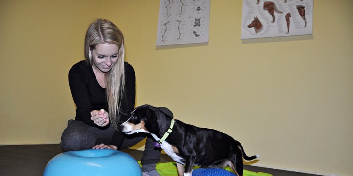 Fyzioterapie, rehabilitace a masáže psů - Dog's Health