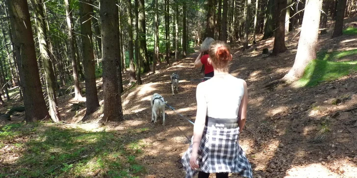 Dogtrekking s aljašským huskym: svižná procházka po Jizerských horách