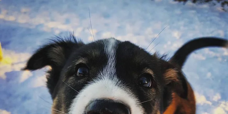 Dogtrekking s aljašským huskym: svižná procházka po Jizerských horách