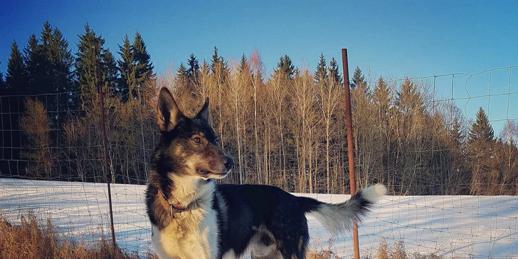 Dogtrekking s aljašským huskym: svižná procházka po Jizerských horách