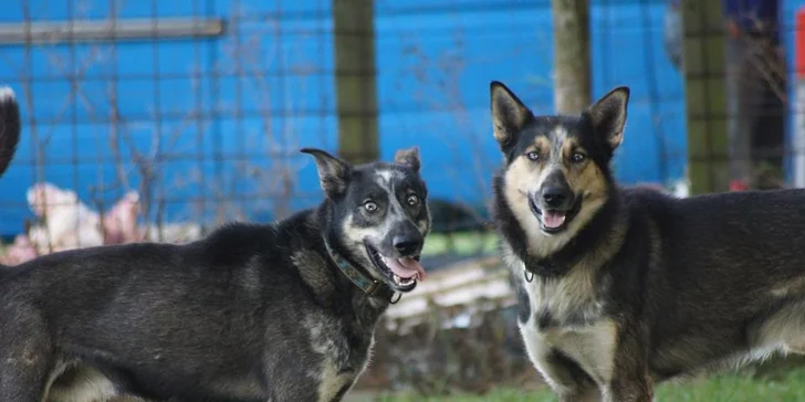 Dogtrekking s aljašským huskym: svižná procházka po Jizerských horách