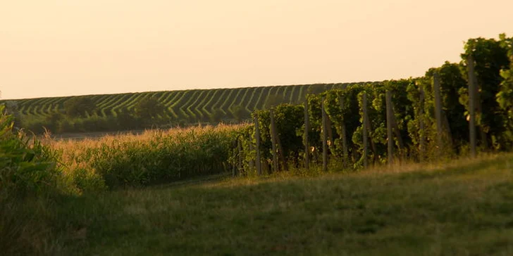 Otevřené sklepy Modrých Hor: festival s degustací vín z 34 věhlasných vinařství