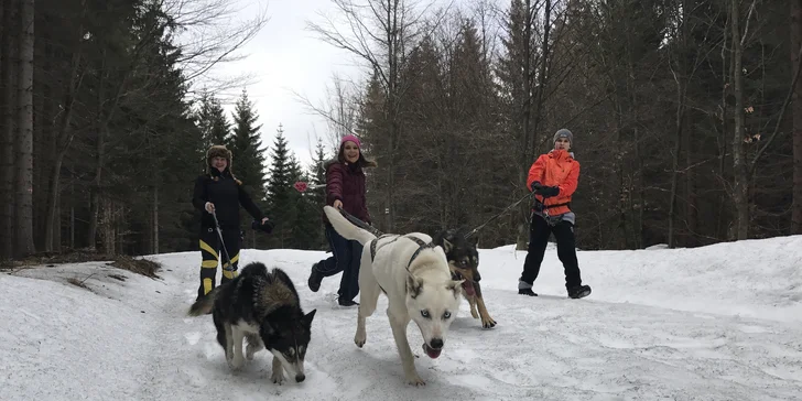 Dogtrekking s aljašským huskym: svižná procházka po Jizerských horách