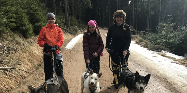 Dogtrekking s aljašským huskym: svižná procházka po Jizerských horách