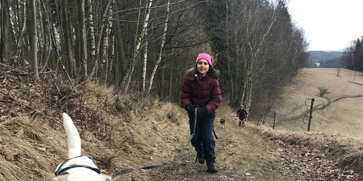 Dogtrekking s aljašským huskym: svižná procházka po Jizerských horách