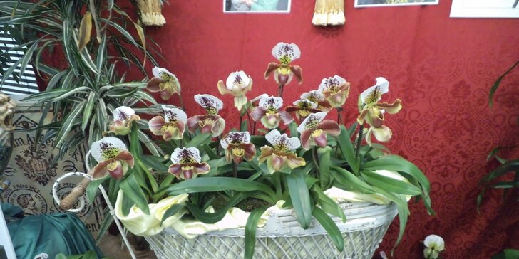 Největší výstava orchidejí v Rakousku a návštěva Vídně z Brna a Mikulova