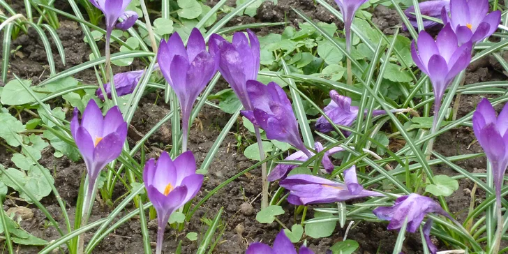 Výstava Svět orchidejí v Drážďanech a cesta vlakem nejen z Prahy