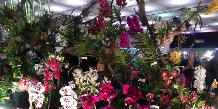 Výstava Svět orchidejí v Drážďanech a cesta vlakem nejen z Prahy