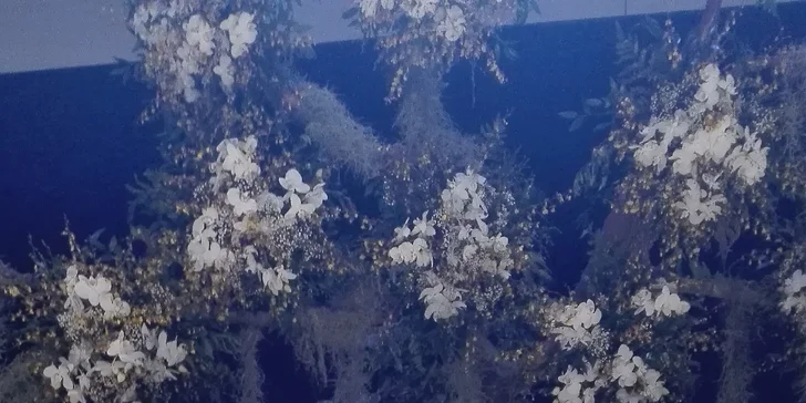 Výstava Svět orchidejí v Drážďanech a cesta vlakem nejen z Prahy