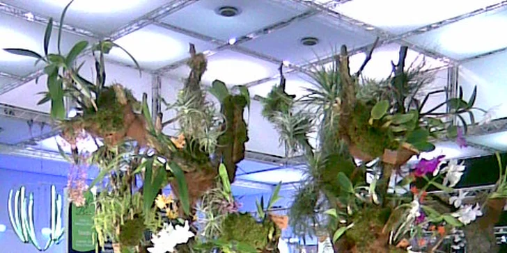 Výstava Svět orchidejí v Drážďanech a cesta vlakem nejen z Prahy