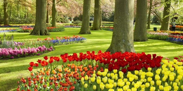 Amsterdam, burza květin, Alkmaar, Zaanse Schans, Keukenhof, Delft, Rotterdam