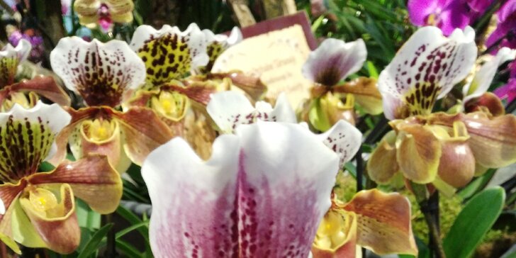 Výstava Svět orchidejí v Drážďanech a cesta vlakem nejen z Prahy