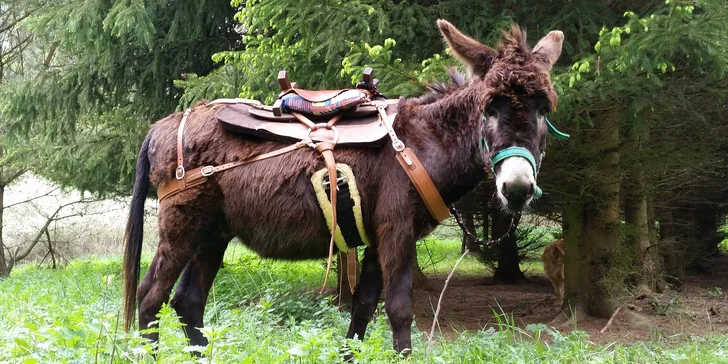 Oslí stezka: putování přírodním parkem v doprovodu oslíka