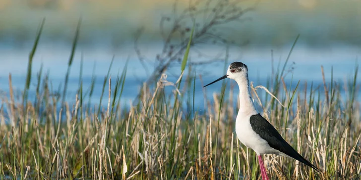 Neziderské jezero je díky unikátní fauně a flóře zapsané na seznam UNESCO.