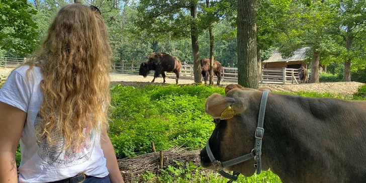 V ceně voucheru máte celodenní vstup do Zoo Brno, během kterého strávíte 3 hodiny v přímé společnosti koní, kraviček i lam. 
