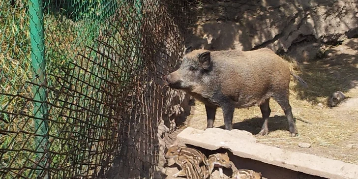 V areálu najdete i minizoo, kam máte také neomezený vstup.