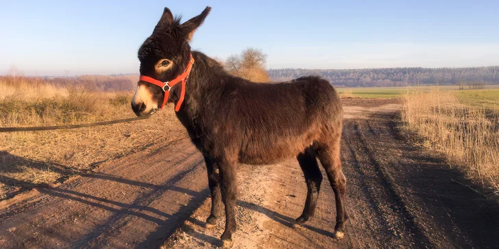 Tito ušáci se stanou vašimi parťáky na 4 nebo 5,5kilometrové trase.