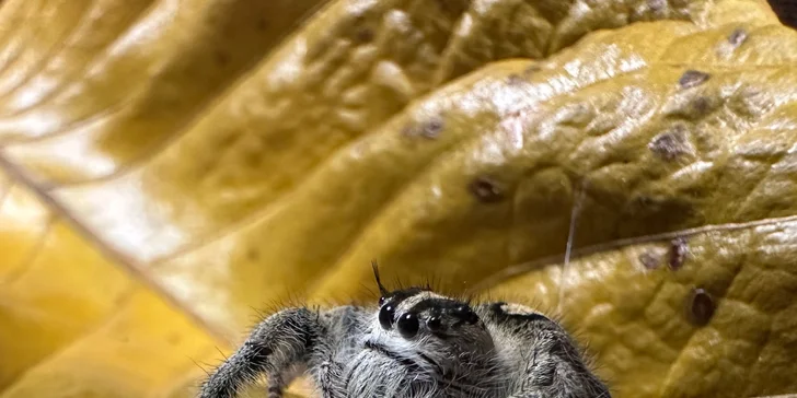 Kromě pavoukovců na výstavě uvidíte i další exotická zvířata.