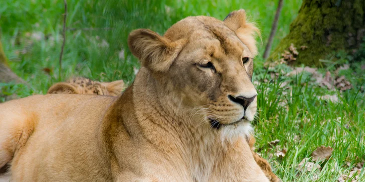 Navštívit můžete i brněnskou zoo.