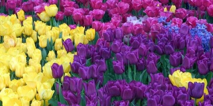 Nádherný pugét z holandských růží či tulipánů včetně dopravy