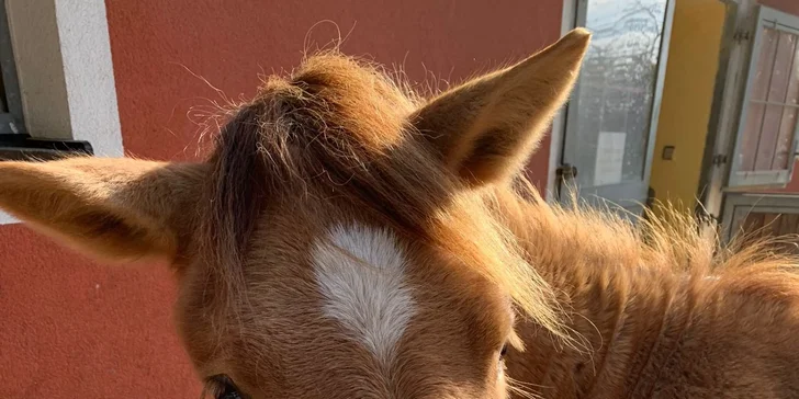 O pohodlí a bezpečnost se postará zapůjčená helma a doprovod zkušené instruktorky. 