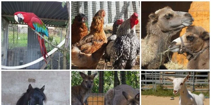 Navštivte velbloudy, lamy, vodního buvola a další zvířátka na Statku u Merlina