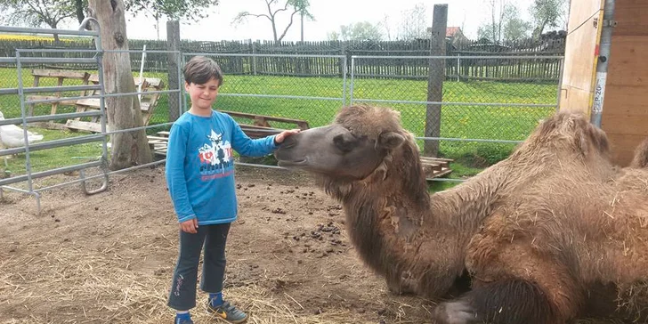 Navštivte velbloudy, lamy, vodního buvola a další zvířátka na Statku u Merlina