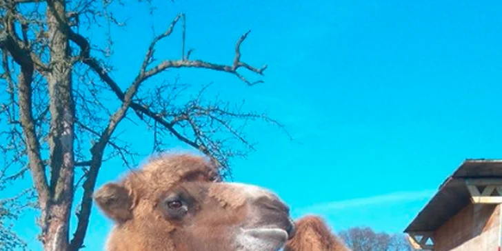 Navštivte velbloudy, lamy, vodního buvola a další zvířátka na Statku u Merlina