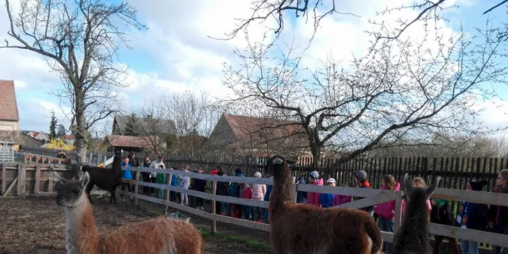 Navštivte velbloudy, lamy, vodního buvola a další zvířátka na Statku u Merlina