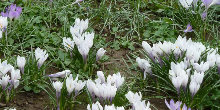 Výstava Svět orchidejí v Drážďanech a cesta vlakem nejen z Prahy