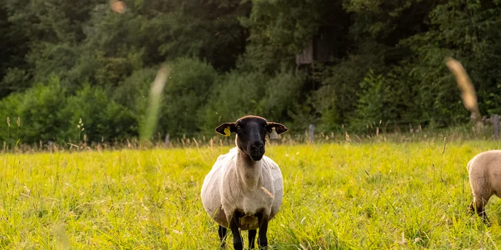 Chleba, slanina a ovčí sýr jistě přijdou vhod! Dobroty pak zapijete bylinkovým čajem s medem nebo limonádou.