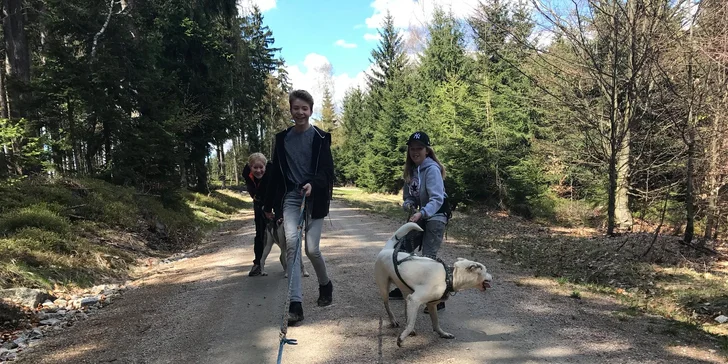 Dogtrekking s aljašským huskym: svižná procházka po Jizerských horách