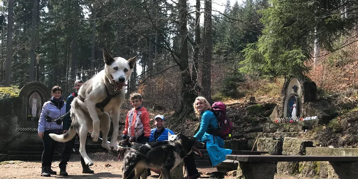 Dogtrekking s aljašským huskym: svižná procházka po Jizerských horách