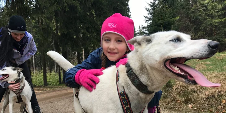 Dogtrekking s aljašským huskym: svižná procházka po Jizerských horách