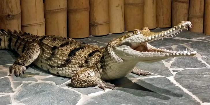 Uvidíte živé kajmany, krokodýly, aligátory i vzácné druhy. 
