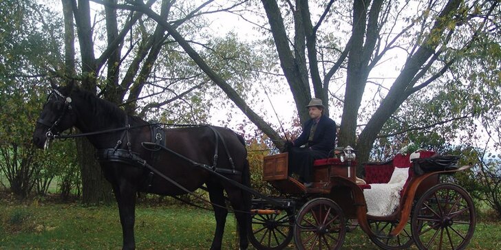 Zážitek pro celou rodinu: jízda kočárem taženém starokladrubským koněm